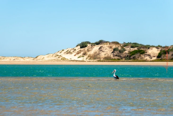 These impressive birds have the largest bills of any living birds. Hindmarsh Island, where this photo was taken, is at the mouth of the Murray River in South Australia.
