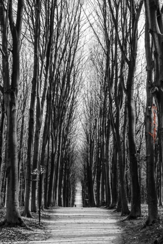 Trees