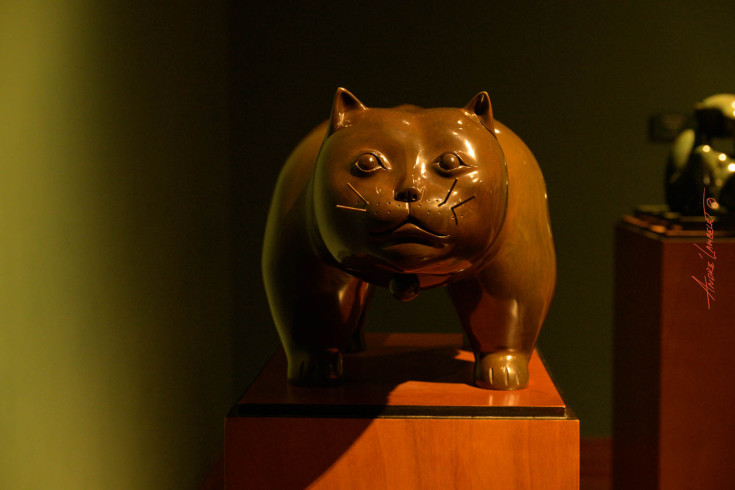 Gato