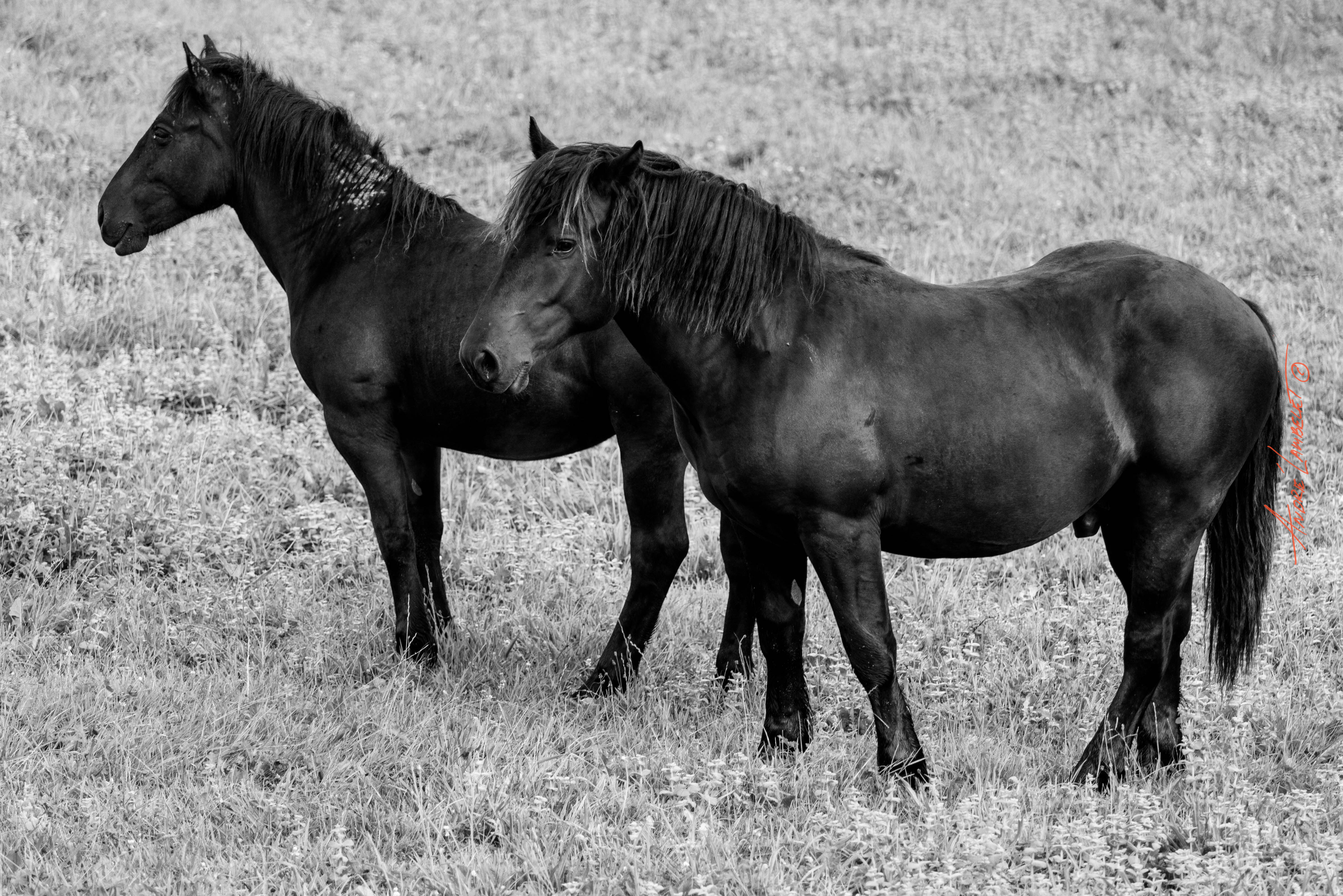 Black & White