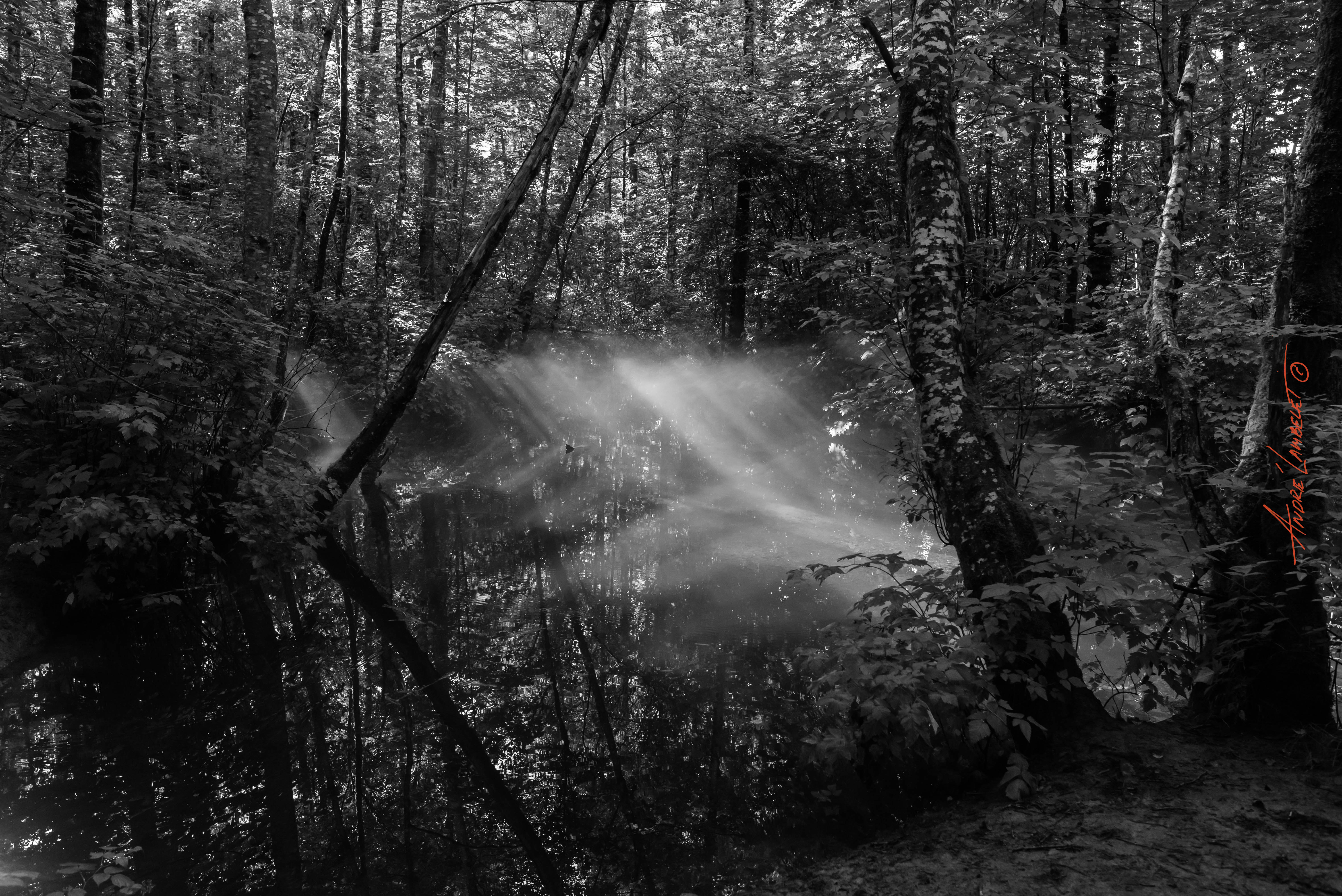 Mist