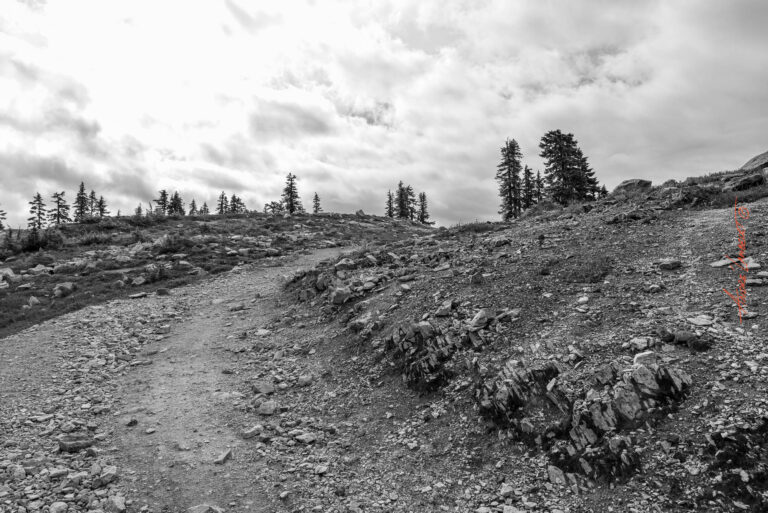 Trees