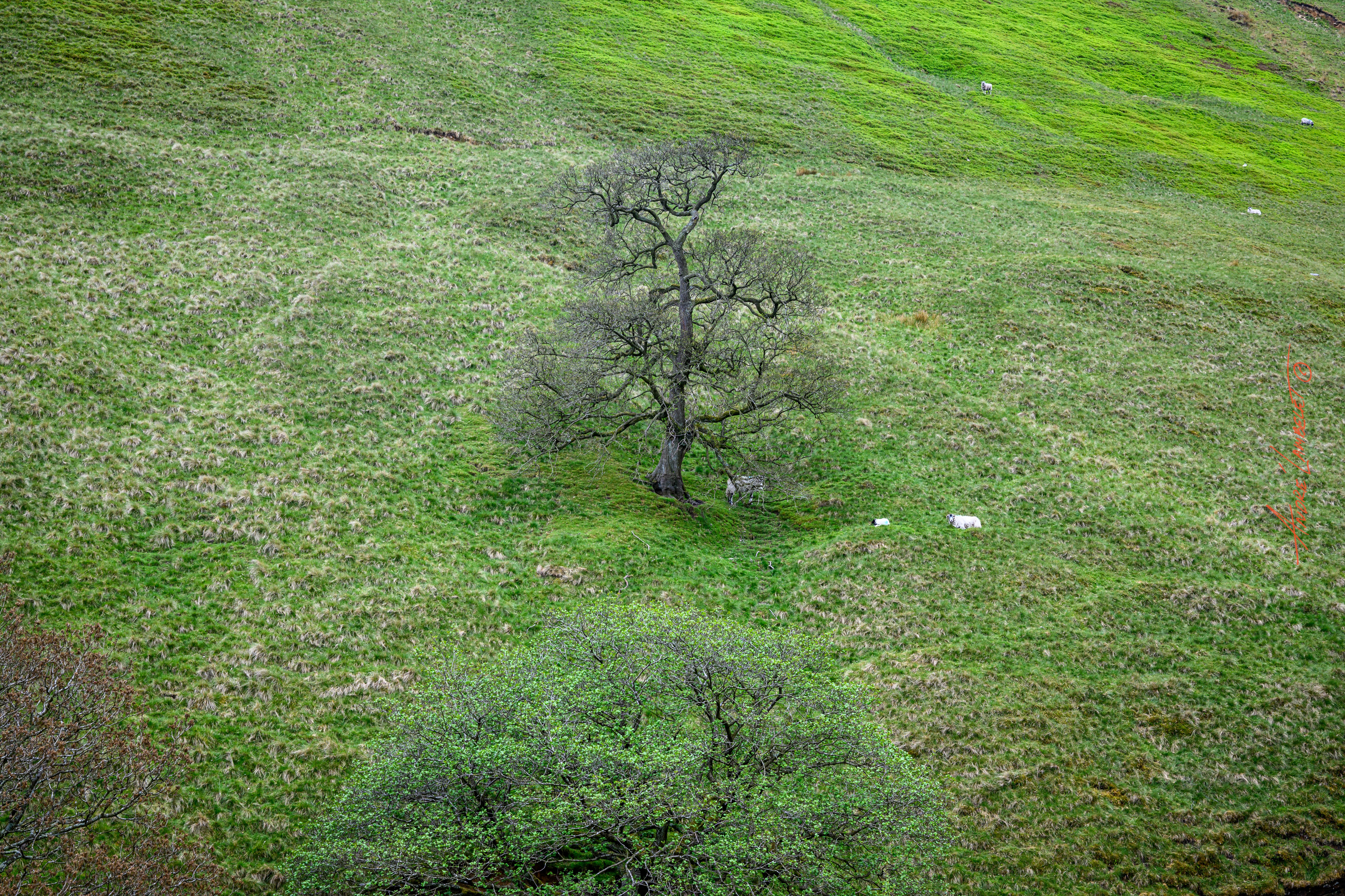 Trees